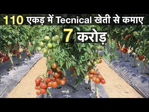 Profitable tomato Farming in india