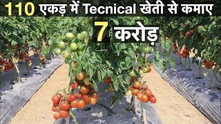 Profitable tomato Farming in india