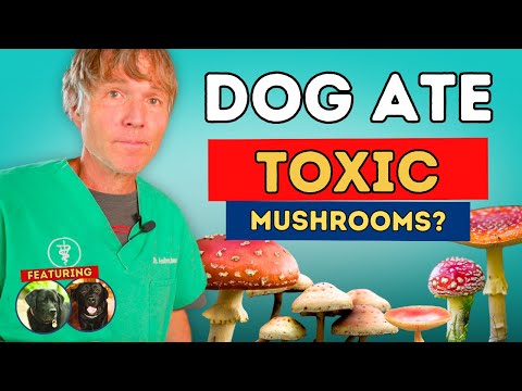 Dog Ate a Toxic Mushroom? Do This Immediately!