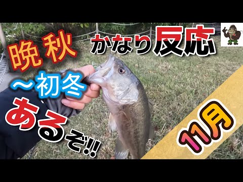 【バス釣り】【霞ヶ浦】冬が近くてもかなり反応は良いぞ！！