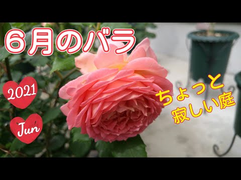 一番花が終わってちょっと寂しい庭のバラ🌹【鉢栽培】