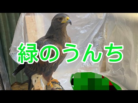 【悲報】”鷹が緑色のうんちをしました”