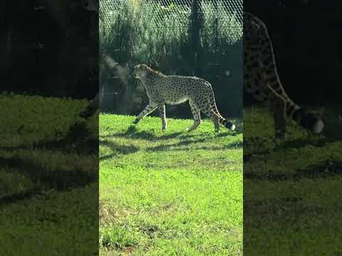 #shorts チーターのアジャヴさん　千葉市動物公園