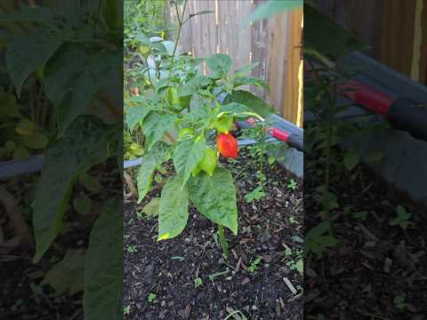 Peppers Changing Colors Always Makes Me Smile || DHBG