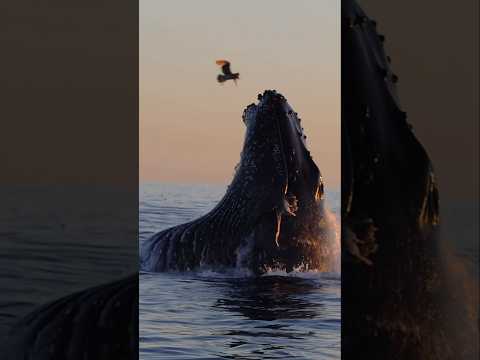 The sounds of millions of anchovies being devoured! #ocean #nature #whale