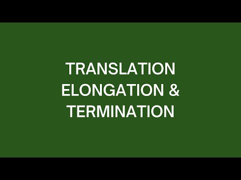 Translation Elongation & Termination