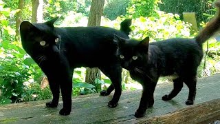 猫神社に行ったら神社をお守りする黒猫二人組に盛大に歓迎された