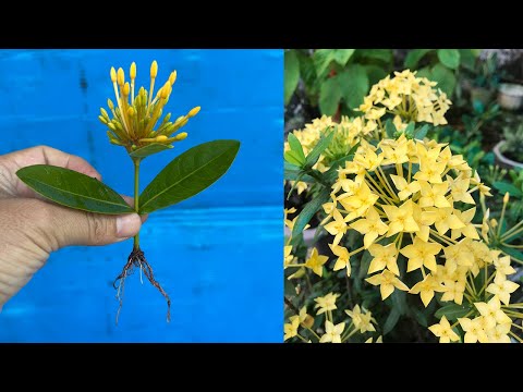 Stimulate Ixora Coccinea flower roots with a special substance