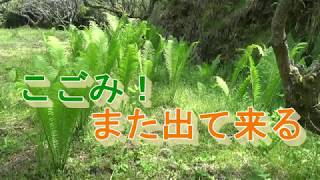 大きくなった山菜のこごみを刈ってみたら、1週間後また出て来きました。