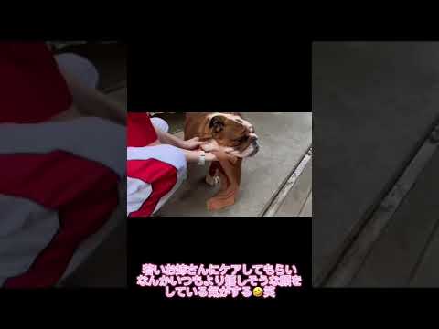 【ブルドッグ】過去動画！JKCチャンピオンのコパンくんケアの様子🐾💕