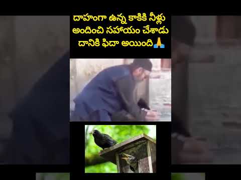 దాహంతో🐦ఉన్న కాకికి నీళ్ళందించాడు దాంతో ఈ కాకి👉 #shorts