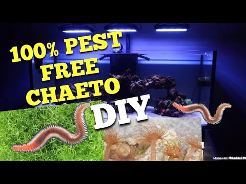 Pest Free Chaeto DIY + GHL ATO