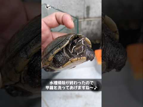 亀様のお背中流します♪我が家のカメの水槽掃除と甲羅洗い【ミシシッピニオイガメ】#shorts