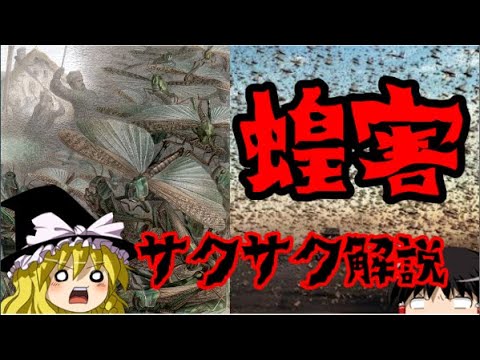 【ゆっくり解説】蝗害【サクサクさん】