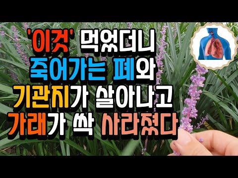 찐득한 묵은 가래를 싹 없애주는 '이것' 챙겨드세요 | 죽어가는 폐와 기관지에 활력을 주세요 ( 기침 당뇨병 원기회복 갱년기 위장 건강은 맥문동효능 )