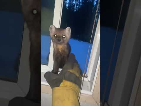 Funny Marten Tries to Sneak into Home!