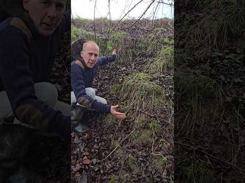 Activity in the Snowdrop beds #woodland #adventure #gardening #permaculture #cat #motivation #ideas