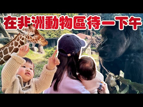 VLOG｜在非洲動物區待一下午｜木柵動物園｜ 1Y5M