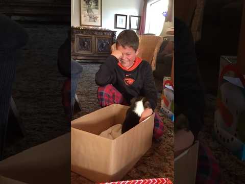 Christmas surprises: watch kids’ emotional reactions to pet gifts | Humankind #shorts #pets