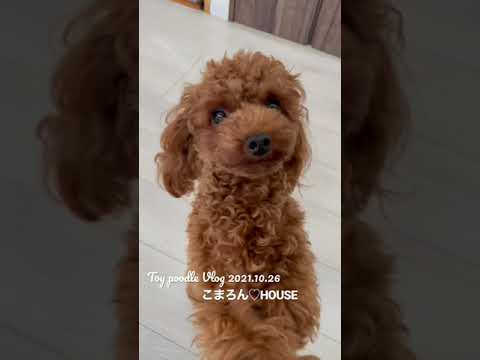 [Vlog] Toy Poodle Purin Vol.4 ~ The purin has come to spoil ~