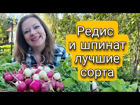 ЛУЧШИЕ СОРТА РЕДИСА И ШПИНАТА | Светлана Самойлова