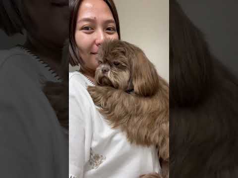 She always feels like a baby🥰 #trending #foryou #cute #dog #shihtzu