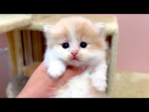 【マンチカンの子猫】外に出ると怖くて緊張してるのが可愛い件 ～猫のいる生活Vol.1009～出産動画 マンチカン短足・ミヌエット・ペルシャ猫専門ブリーダー『ペット蔵人』【子猫の成長記録】