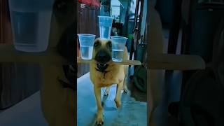 #k9trainer #dog #dogsoftiktok #k9 #policedog #trending #dogtrainer #asmr