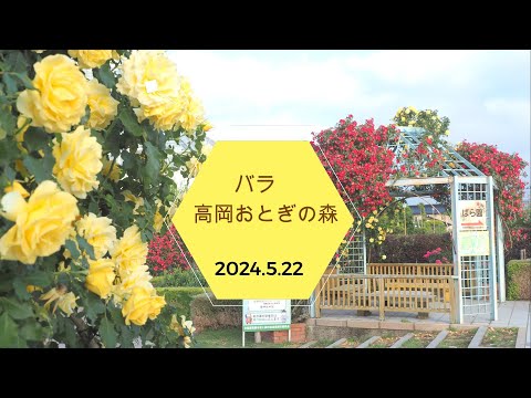 2024.5.22　バラ　高岡おとぎの森公園