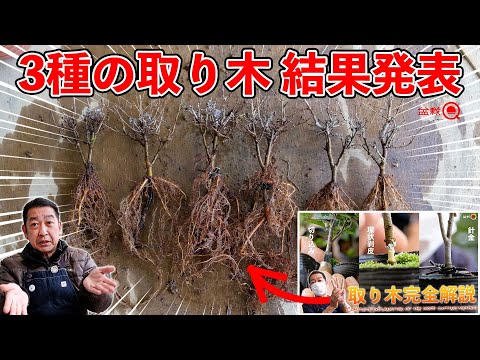 Zelkova was "toriki"ed in three different ways a year ago. [Bonsai Q]