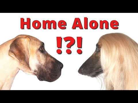 Don't Leave Your Great Dane Home Alone Without Following These Simple Tips! | Great Dane Care