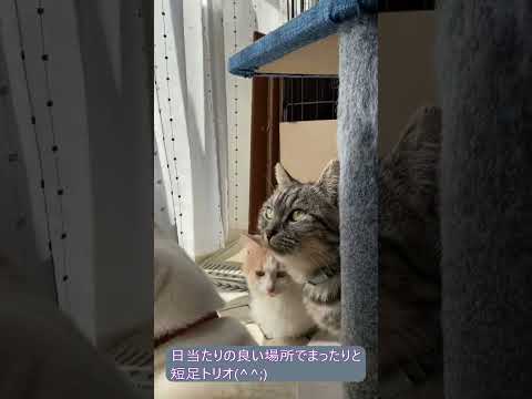 日当たりの良い場所でまったりと短足トリオ　#shorts #cat #cats