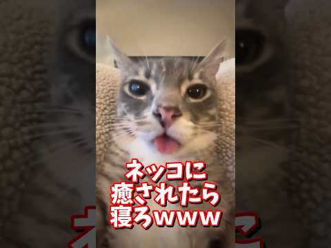 ネッコの動画で癒されたら寝ろｗｗｗ　#2ch #2chまとめ 動物スレ #2ch面白いスレ #動物 #犬 #猫 #癒やし #ねこ動画