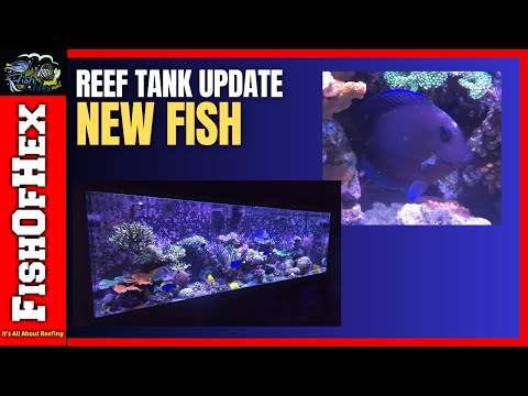 The Struggles Of Being The New Guy In The 300 Gallon Reef | Tank Update