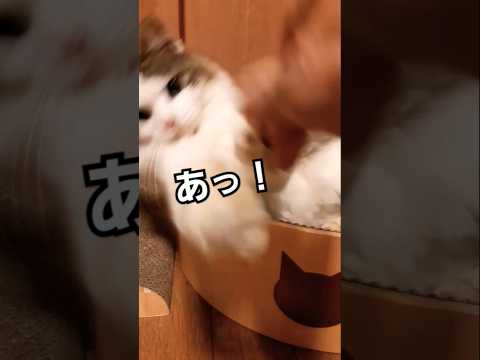 毛繕い中のモフ子猫にガガンボを見せる#shorts