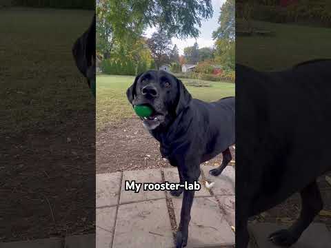 My Rooster Lab #blacklab #rooster #blacklabrador #lablove #blacklabpuppy