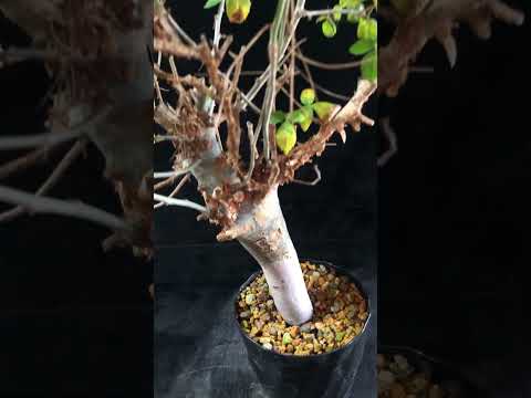 1円～ 最落無し 発根済み 出葉済み 珍樹 希少 Commiphora africana コミフォラ アフリカーナ ベアルート 1円オク 輸入 塊根