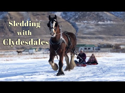 Sledding with Clydesdales