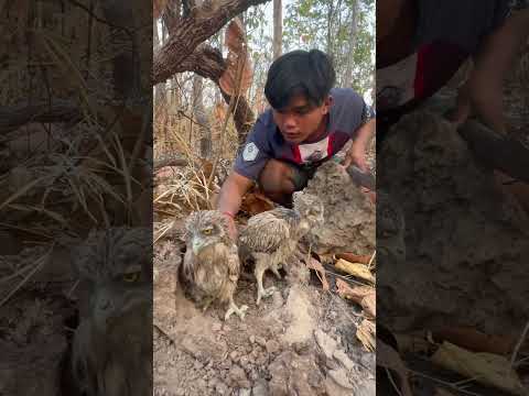 eagle eating Gecko Part  03#shortvideo #shorts