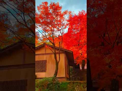 Autumn Colors in Saga Japan #autumn #travel #japan #saga #shortvideo #shorts #youtubeshorts