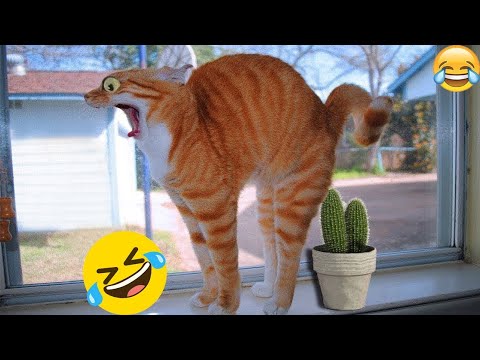 New Funniest Dogs and Cats Videos😀 - Funny Animal Videos 2023😂 #1