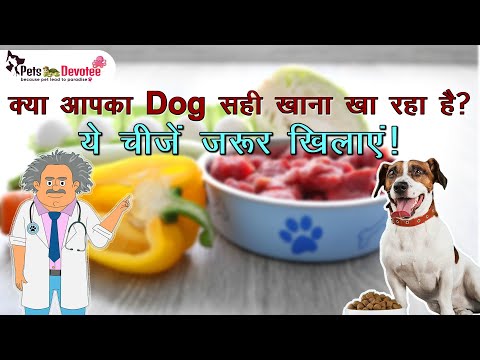 Dogs के लिए सेहतमंद और सुरक्षित Foods