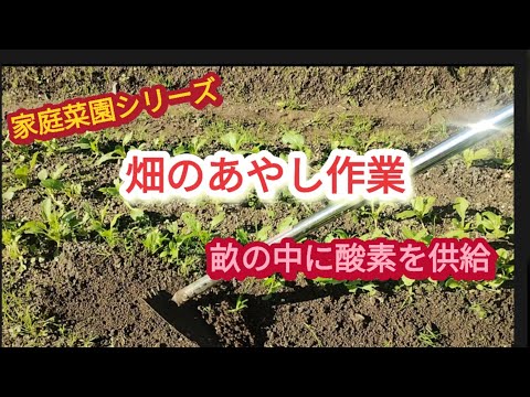 【畑のあやし作業】除草の際や雨で通気性が悪くなったとき【家庭菜園シリーズ】