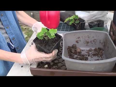 Transplanting Cineraria Seedlings, Growing Cineraria Seedlings Tip