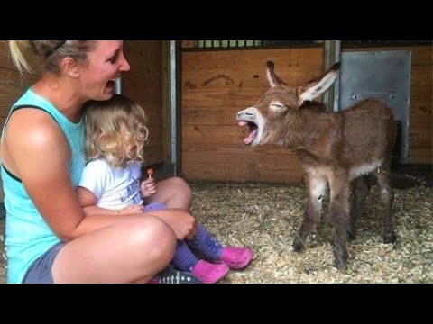 Los mejores vídeos de ANIMALES DIVERTIDOS   ¡Es HORA de SÚPER RISA!