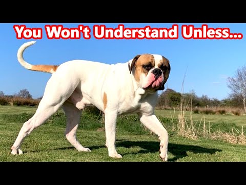 7 Things Only American Bulldog Owners Understand