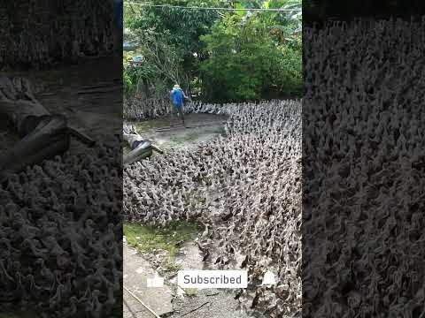 Duck | The ducklings boarding the ship were very chaotic! #animals #animalsplants #plants #shorts