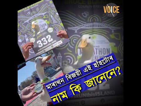 মাৰাথন দৌৰি বঁটা লাভ কৰা এই অসাধাৰণ হাঁহটোৰ কথা শুনিছেনে কেতিয়াবা?