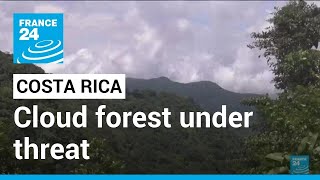 A cloud forest with no clouds? Climate change threatens Costa Rica's Monteverde • FRANCE 24