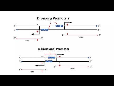 (G1) Definitions of Some Gene Regulation Elements